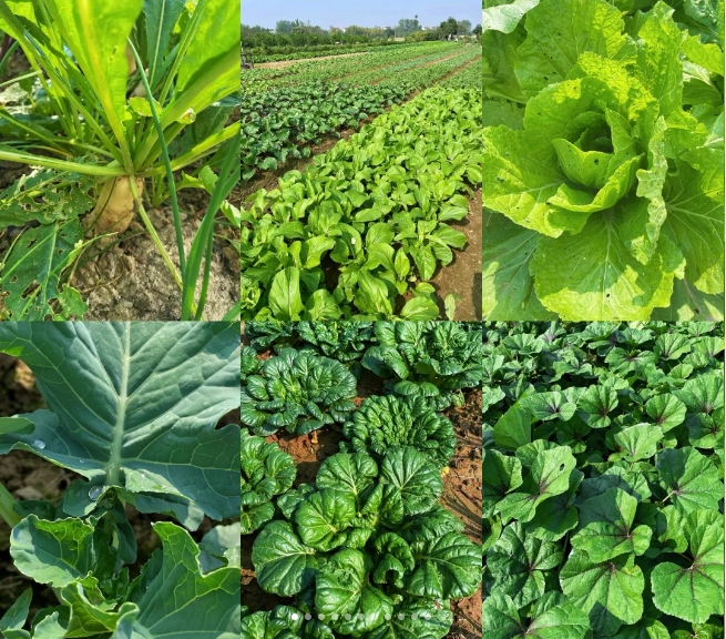 腐植酸對土壤修復(fù)有什么效果呢